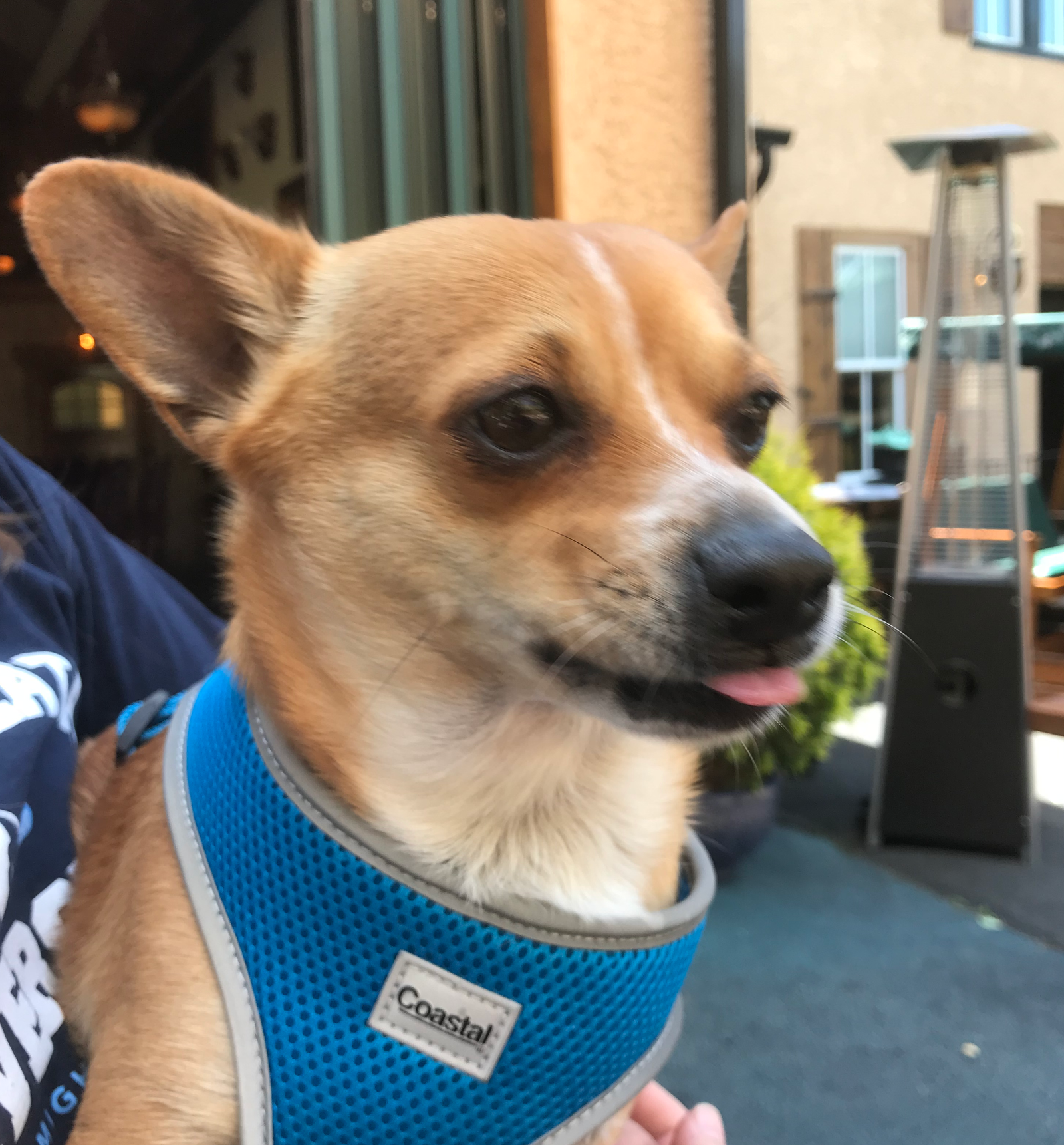 The Best Dog-Friendly Bars & Restaurants in the Western Suburbs